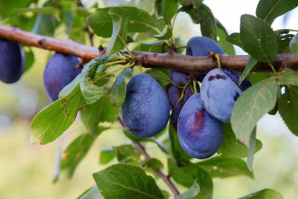 15 frutas que comienzan con Z y son casi demasiado frías para comer