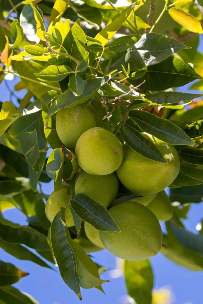 25 frutas que comienzan con W y te saludan desde el pasillo exótico