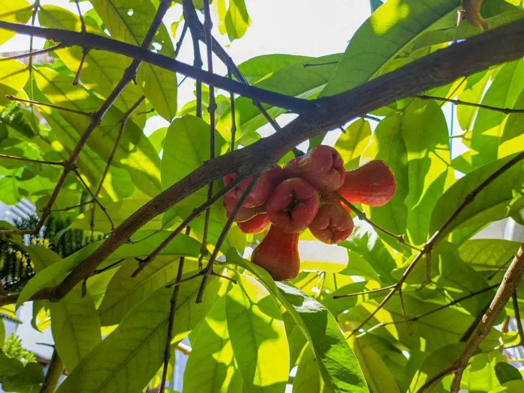 25 frutas que comienzan con W y te saludan desde el pasillo exótico