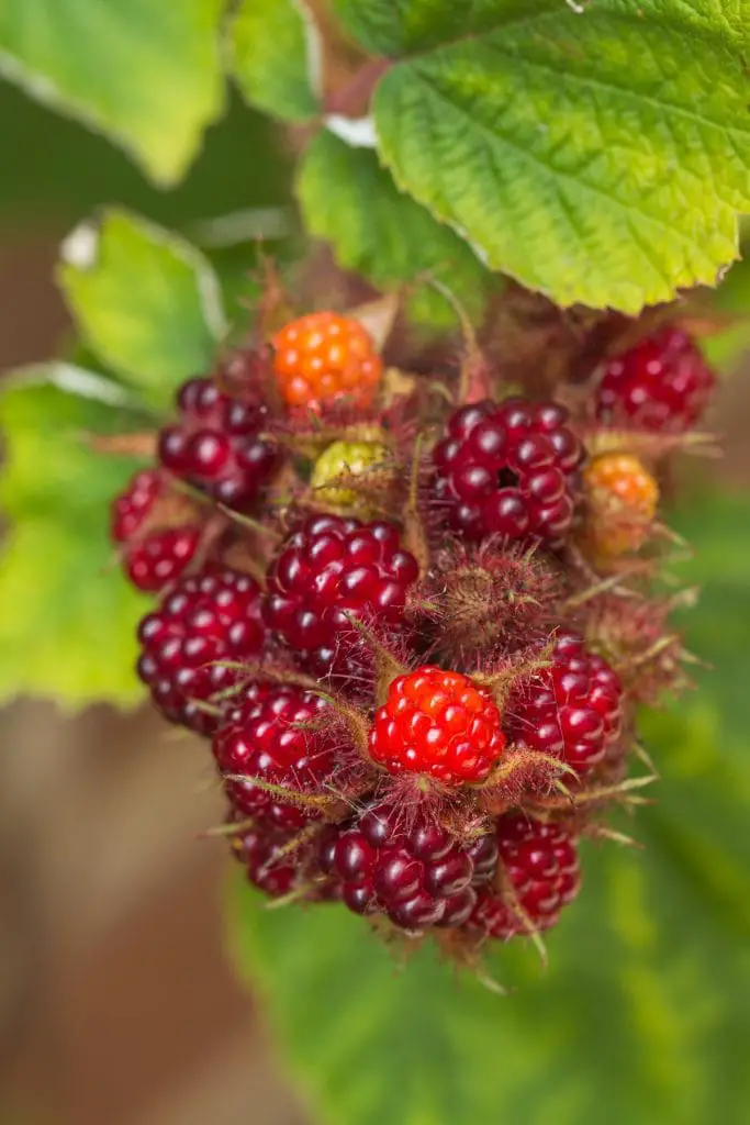 25 frutas que comienzan con W y te saludan desde el pasillo exótico