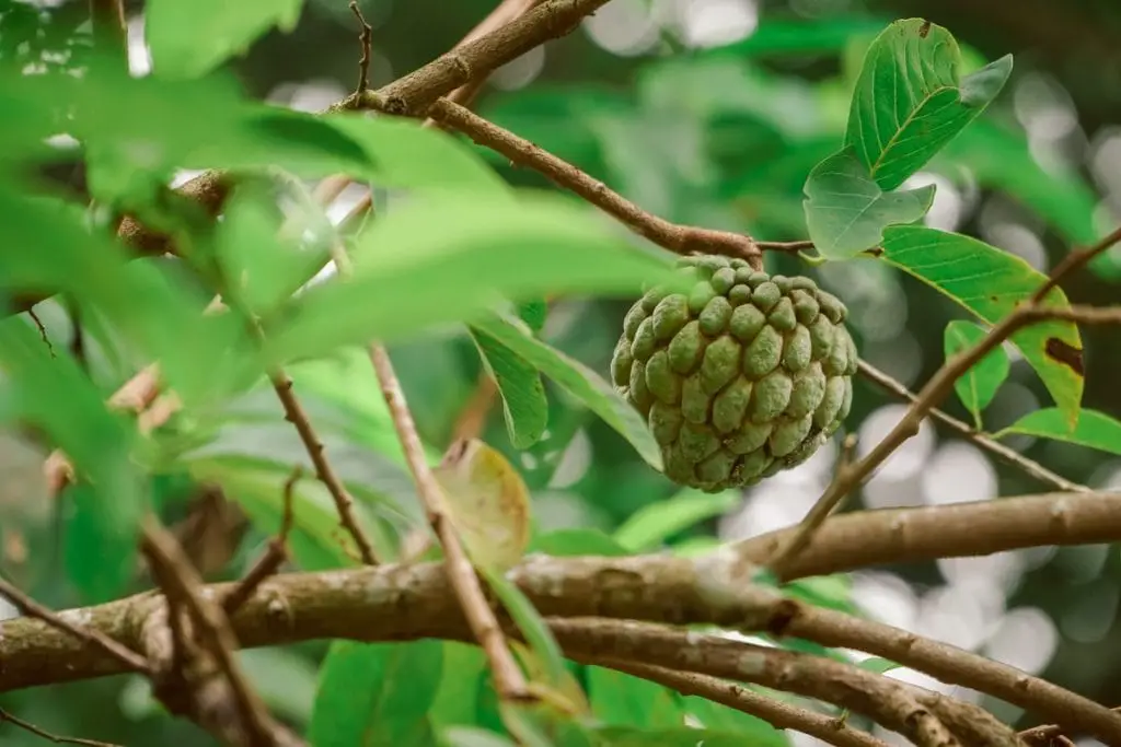 25 frutas que comienzan con W y te saludan desde el pasillo exótico