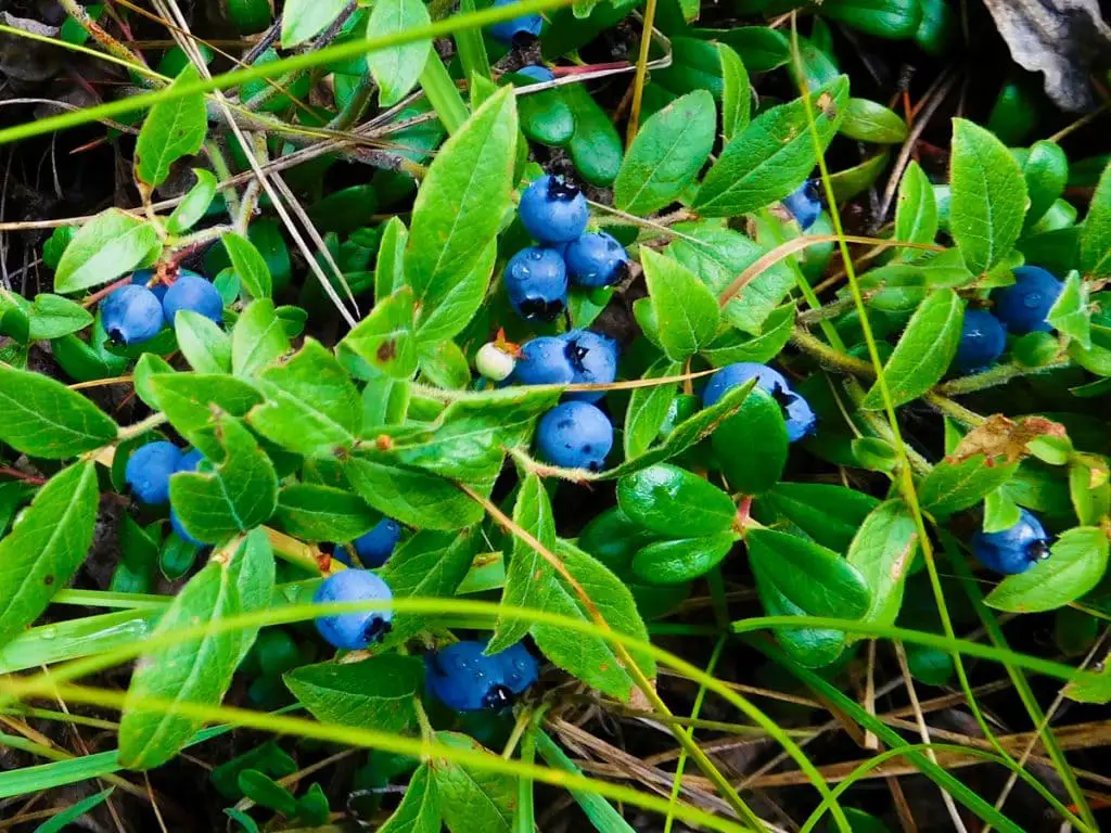 25 frutas que comienzan con W y te saludan desde el pasillo exótico