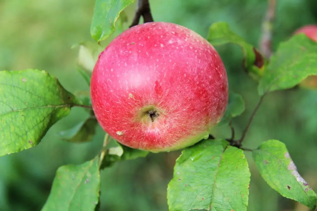 25 frutas que comienzan con W y te saludan desde el pasillo exótico