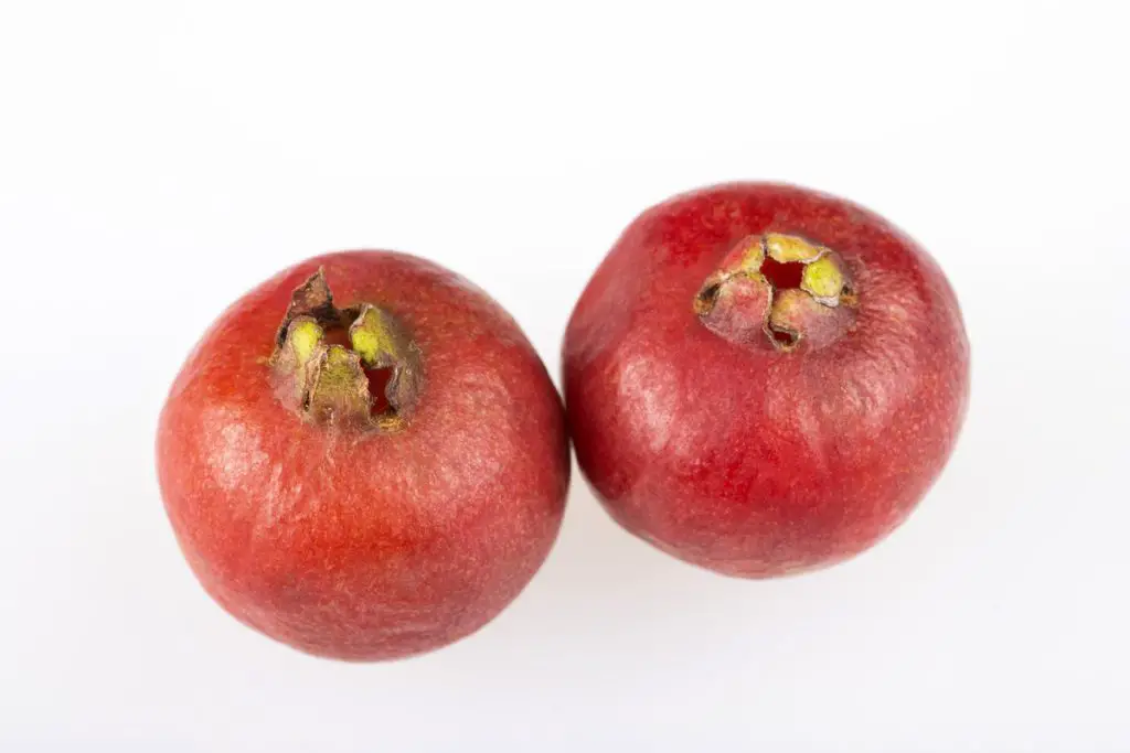 37 frutas que comienzan con S y provocan infinitas aventuras de refrigerios 37 frutas que comienzan con S y provocan infinitas aventuras de refrigerios