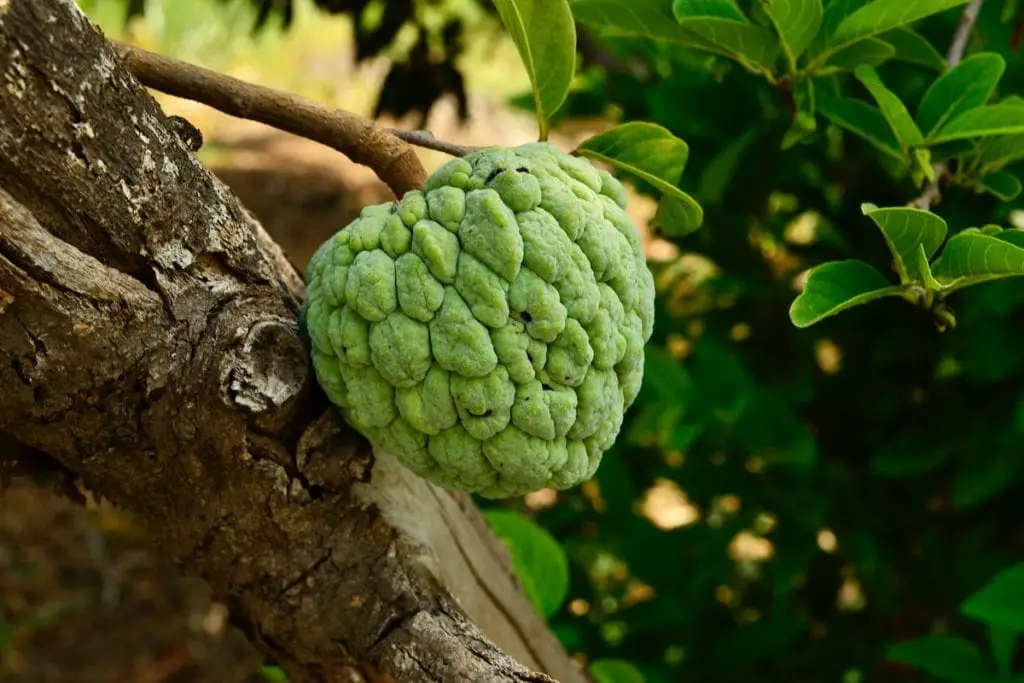 37 frutas que comienzan con S y provocan infinitas aventuras de refrigerios 37 frutas que comienzan con S y provocan infinitas aventuras de refrigerios