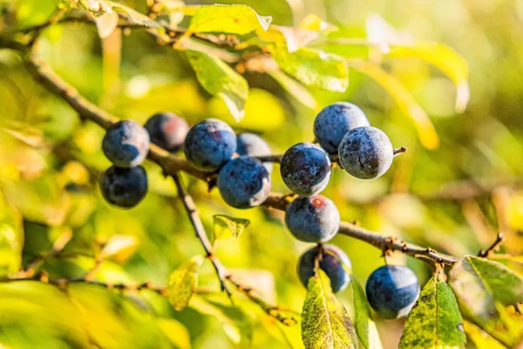 37 frutas que comienzan con S y provocan infinitas aventuras de refrigerios