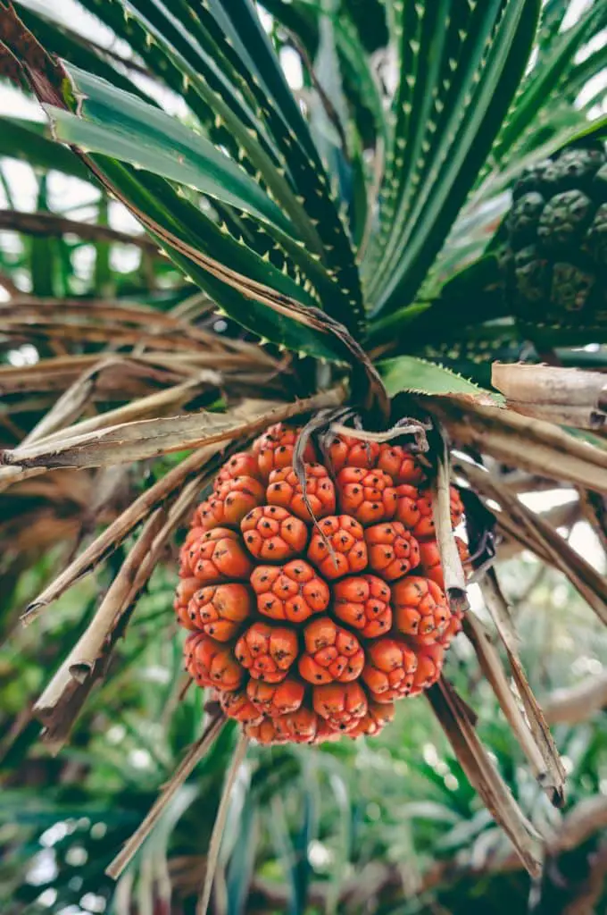 37 frutas que comienzan con S y provocan infinitas aventuras de refrigerios