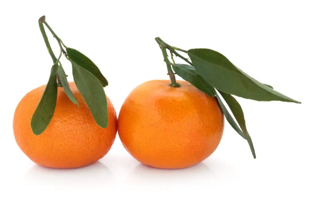 37 frutas que comienzan con S y provocan infinitas aventuras de refrigerios 37 frutas que comienzan con S y provocan infinitas aventuras de refrigerios