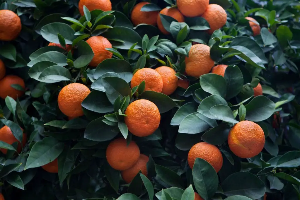37 frutas que comienzan con S y provocan infinitas aventuras de refrigerios 37 frutas que comienzan con S y provocan infinitas aventuras de refrigerios