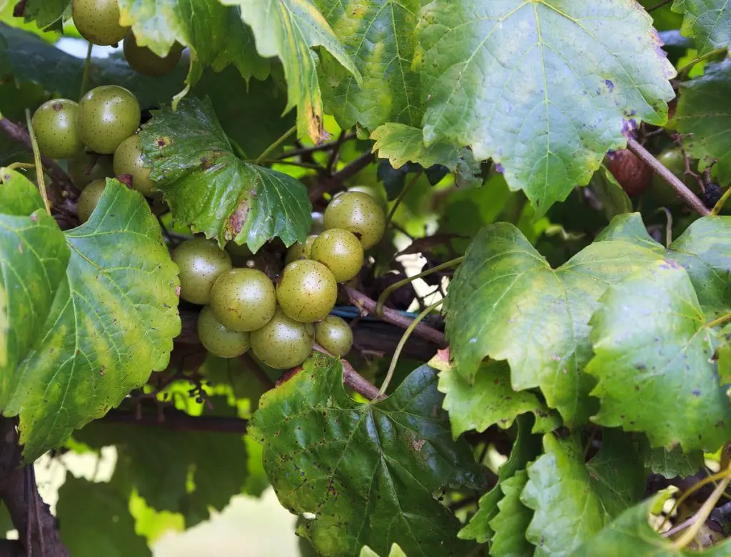37 frutas que comienzan con S y provocan infinitas aventuras de refrigerios 37 frutas que comienzan con S y provocan infinitas aventuras de refrigerios