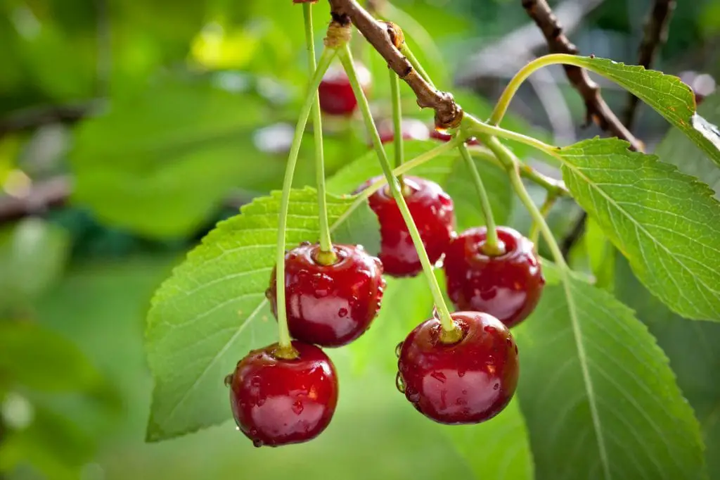 37 frutas que comienzan con S y provocan infinitas aventuras de refrigerios 37 frutas que comienzan con S y provocan infinitas aventuras de refrigerios