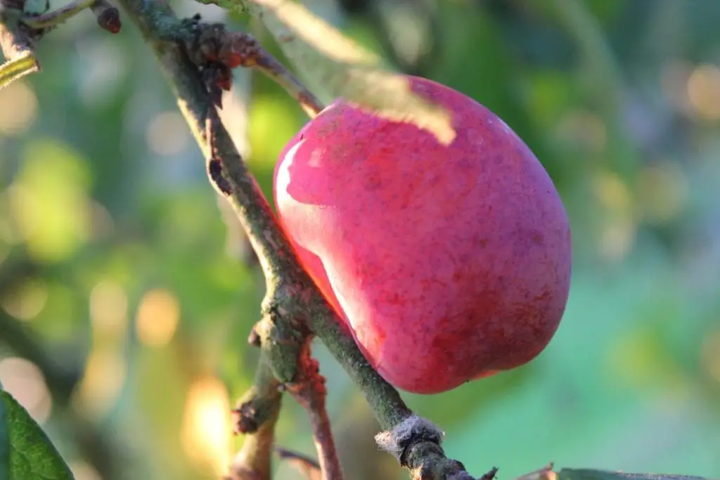 15 frutas que comienzan con V que te harán decir "¡Va-Va-Voom!"