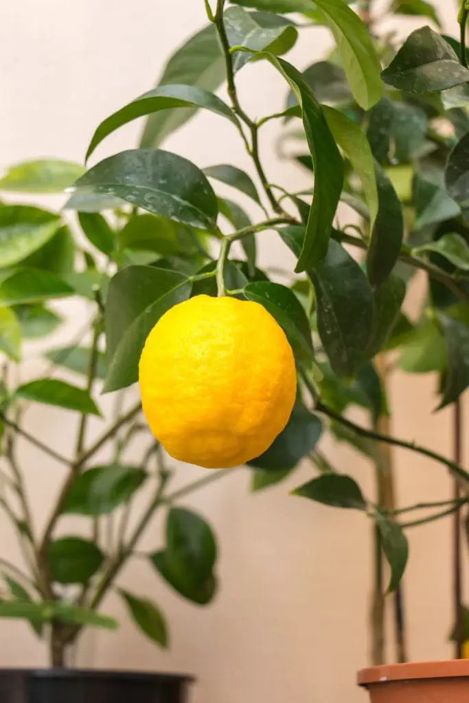 15 frutas que comienzan con V que te harán decir "¡Va-Va-Voom!" 15 frutas que comienzan con V que te harán decir "¡Va-Va-Voom!"