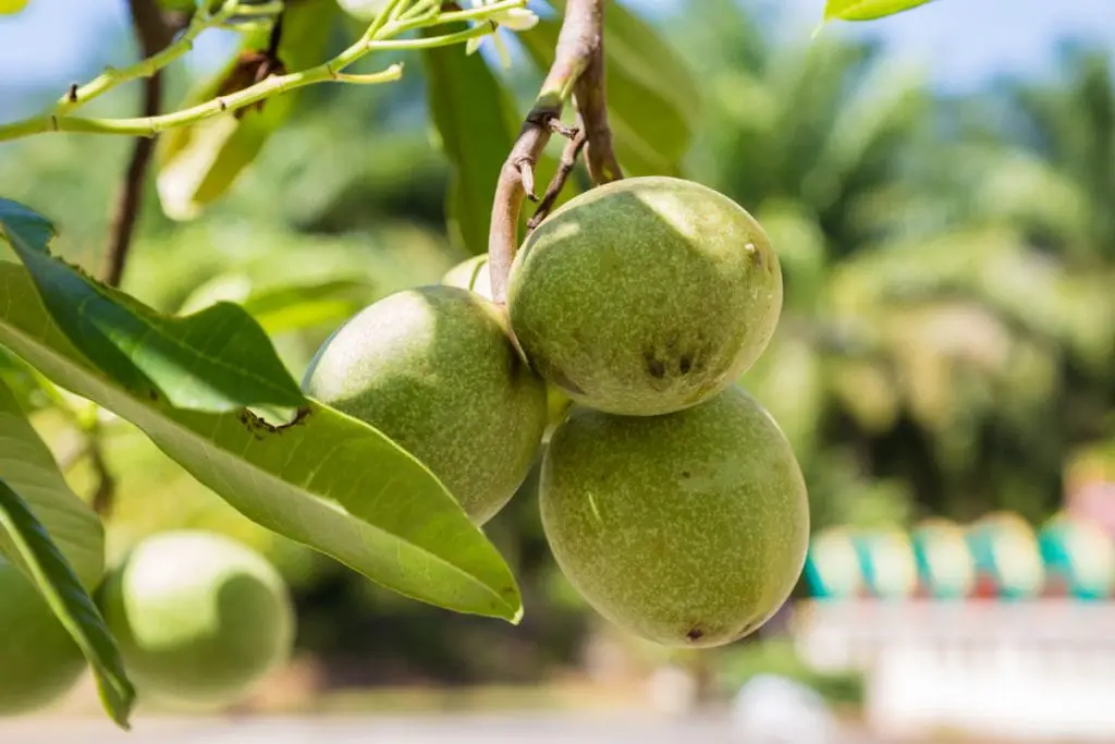 25 frutas que empiezan con U que seguro te sorprenderán