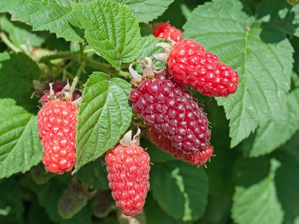21 frutas que empiezan con T de las que todo el mundo habla 21 frutas que empiezan con T de las que todo el mundo habla