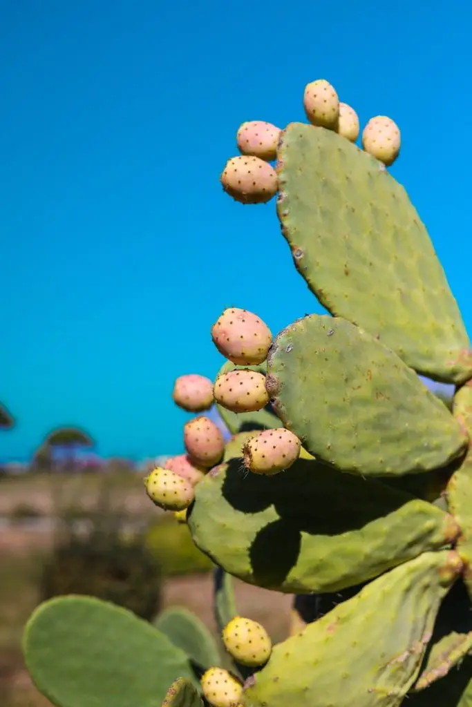 21 frutas que empiezan con T de las que todo el mundo habla