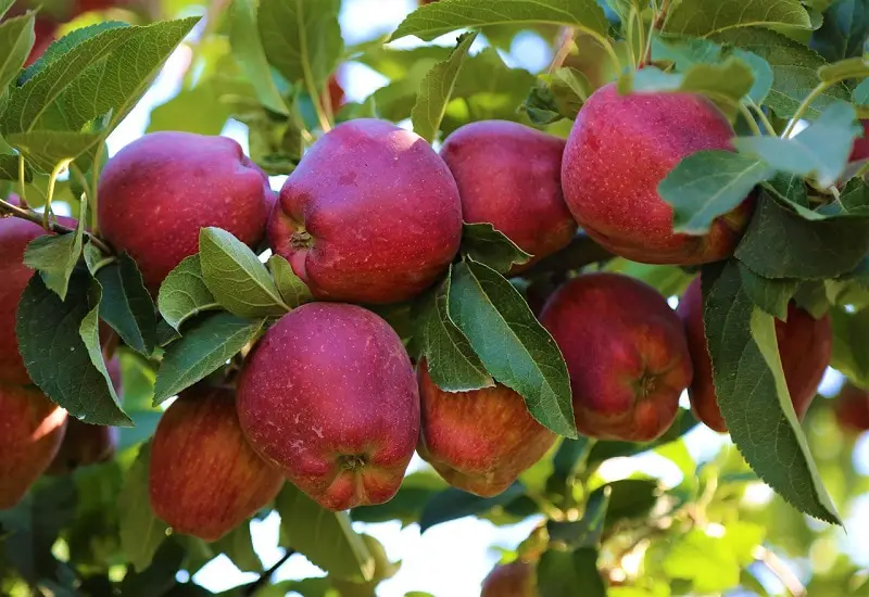 33 frutas que comienzan con R para una montaña rusa de sabores