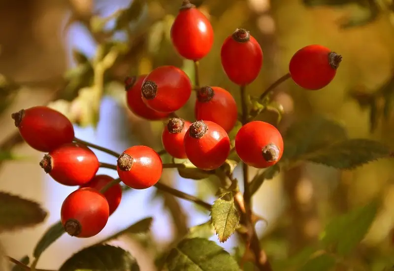 33 frutas que comienzan con R para una montaña rusa de sabores