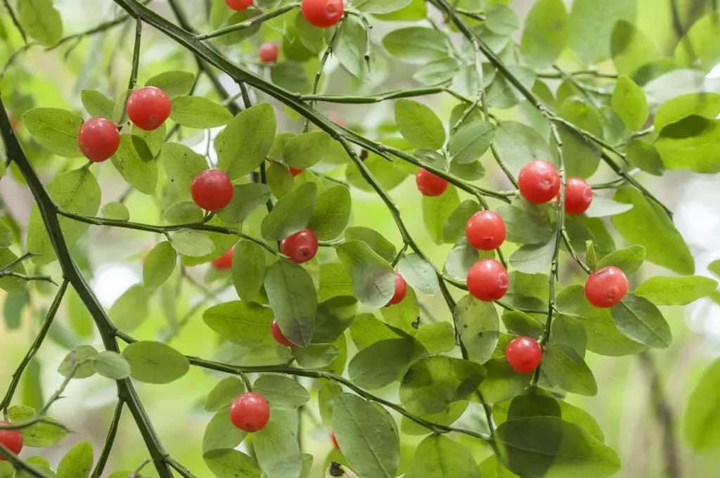 33 frutas que comienzan con R para una montaña rusa de sabores