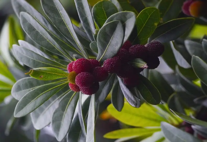 33 frutas que comienzan con R para una montaña rusa de sabores