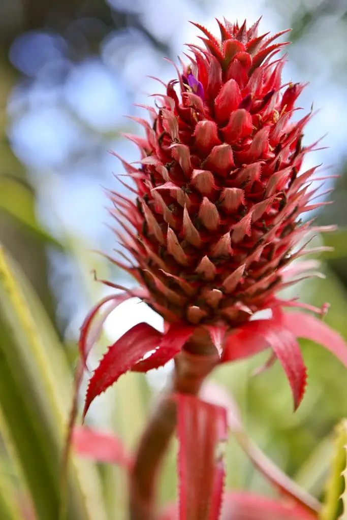 33 frutas que comienzan con R para una montaña rusa de sabores