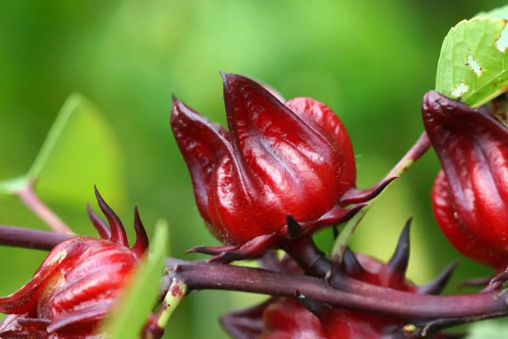 33 frutas que comienzan con R para una montaña rusa de sabores