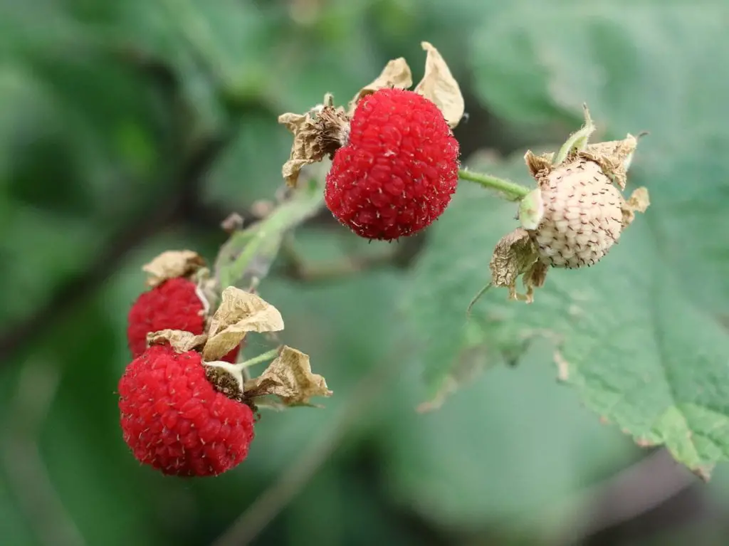 33 frutas que comienzan con R para una montaña rusa de sabores