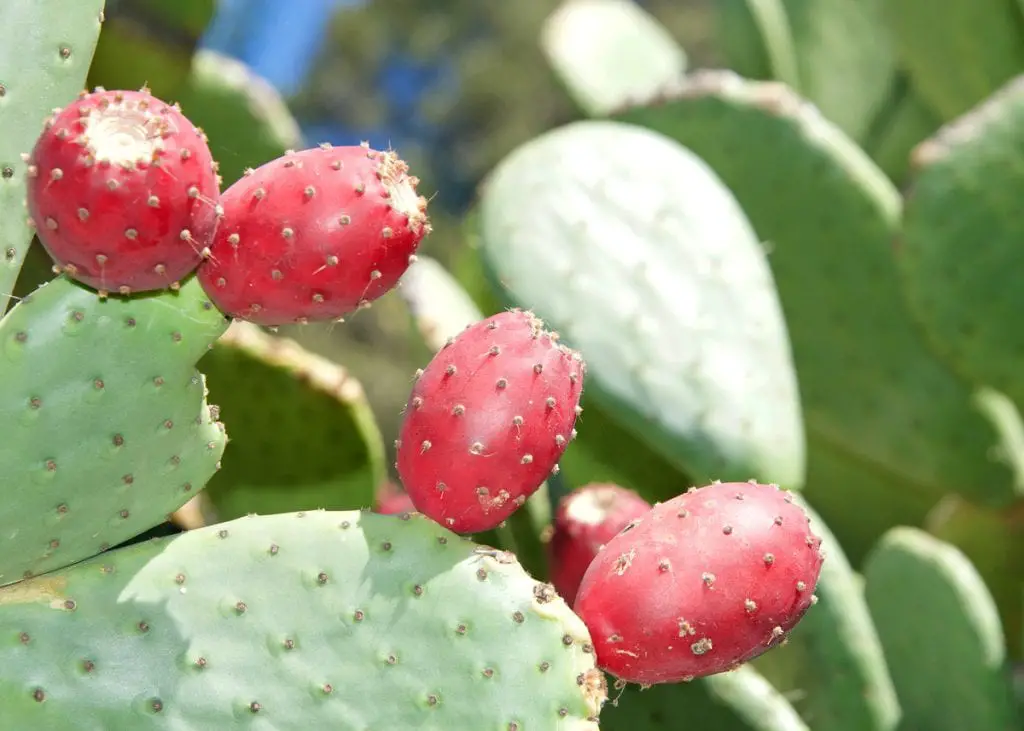 23 frutas que empiezan con “yo” y insisten en ser descubiertas