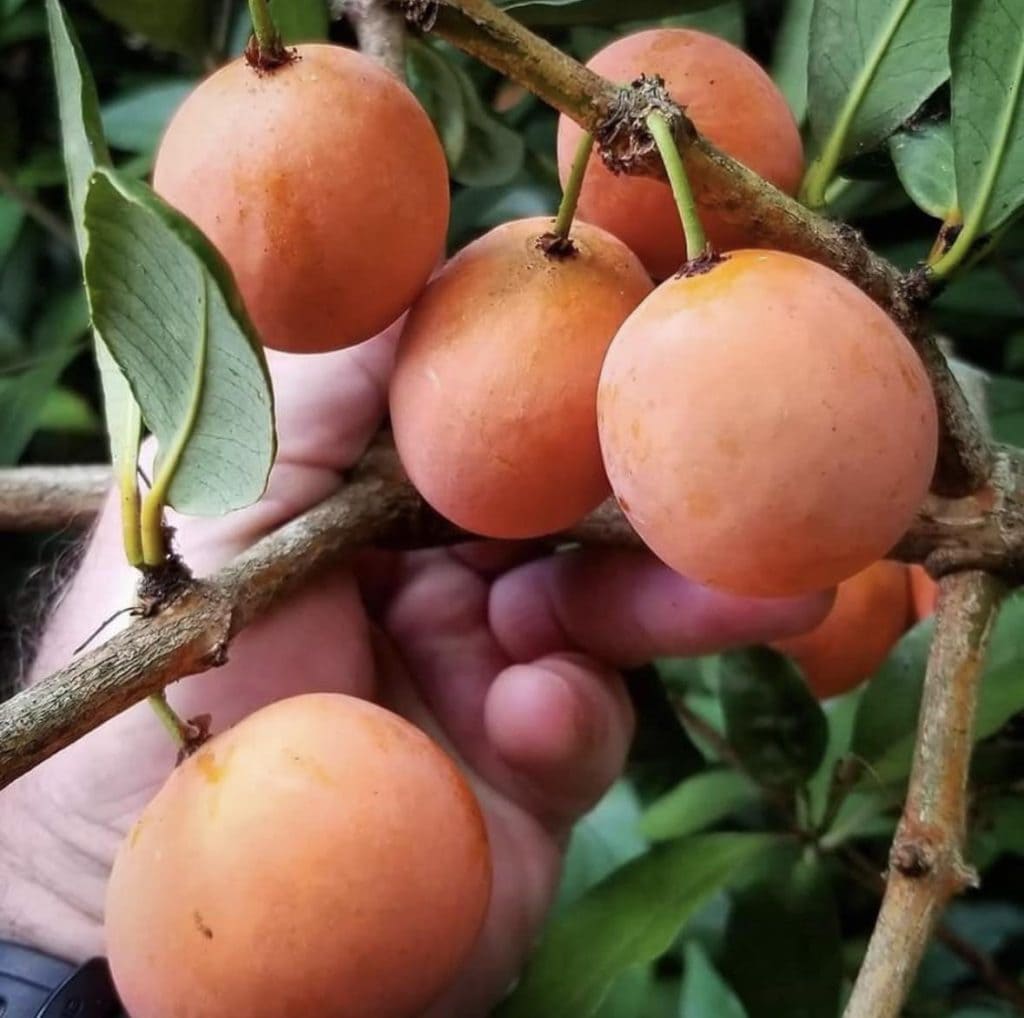 23 frutas que empiezan con “yo” y insisten en ser descubiertas 23 frutas que empiezan con “yo” y insisten en ser descubiertas