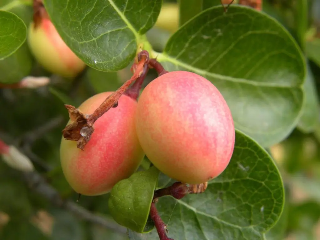 23 frutas que empiezan con “yo” y insisten en ser descubiertas