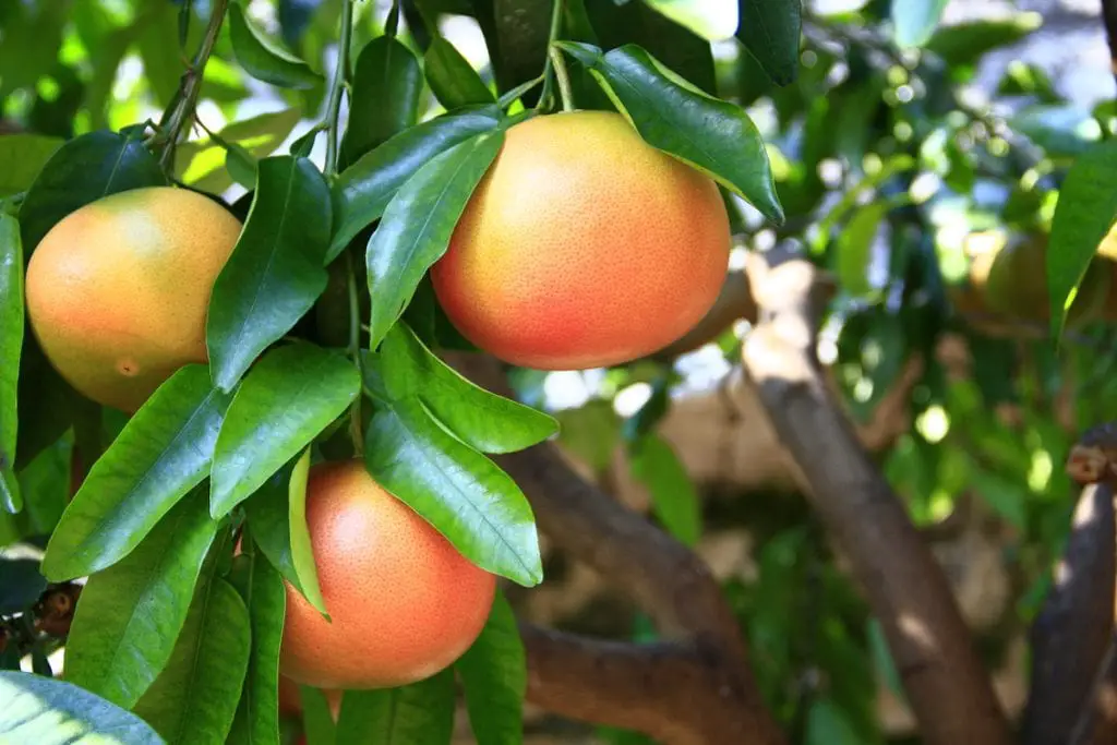 23 frutas que empiezan con “yo” y insisten en ser descubiertas