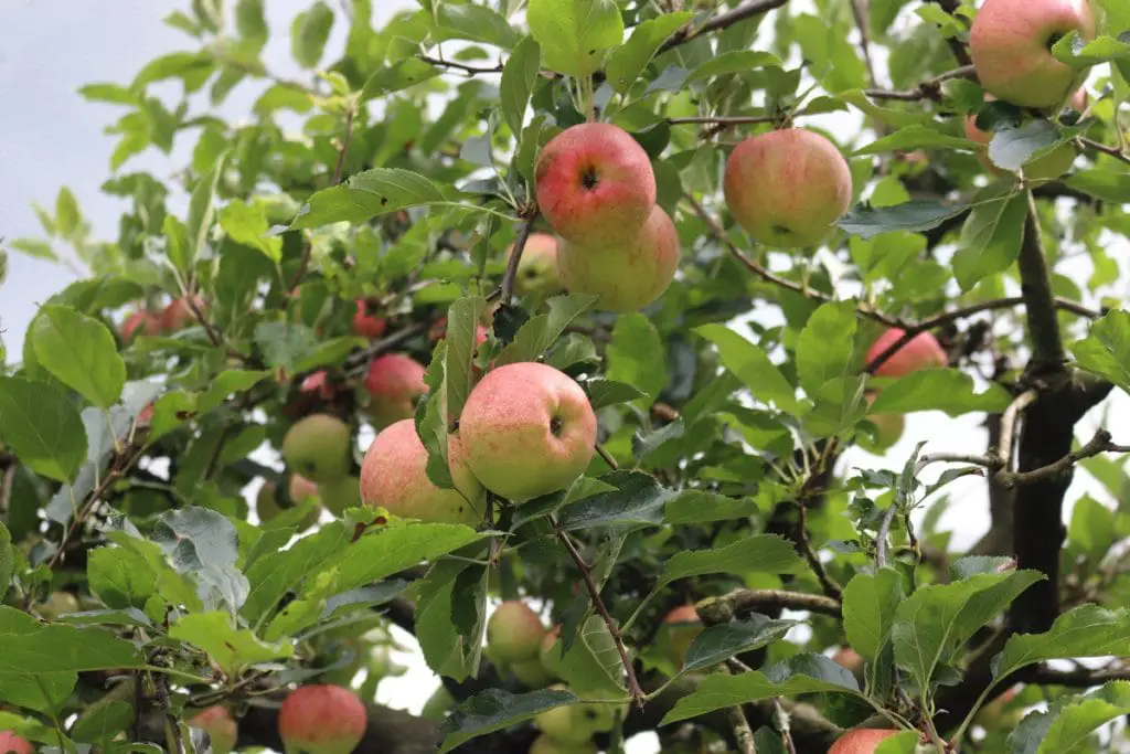 9 frutas que empiezan con Q y están pidiendo un lugar en tu plato