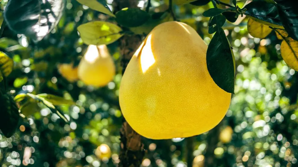 35 frutas que empiezan con P para llevar en tu cesta de picnic