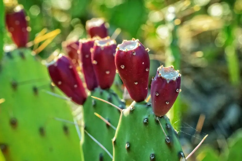 35 frutas que empiezan con P para llevar en tu cesta de picnic