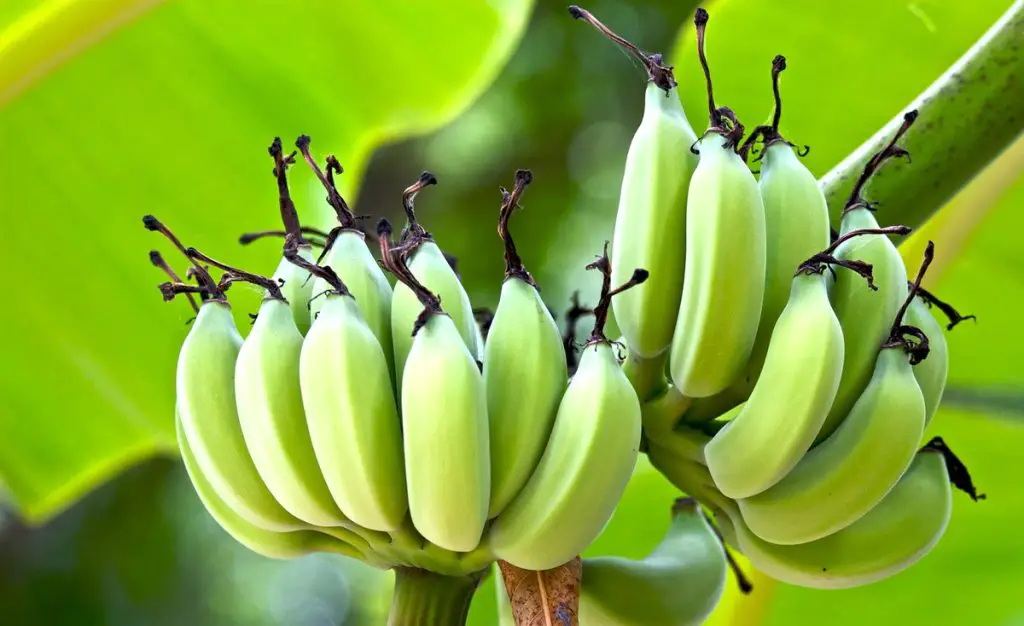 35 frutas que empiezan con P para llevar en tu cesta de picnic