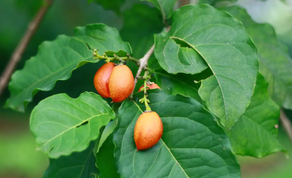 35 frutas que empiezan con P para llevar en tu cesta de picnic