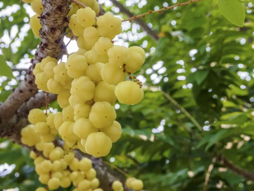 25 frutas que empiezan con O y que avergonzarán a tus snacks habituales