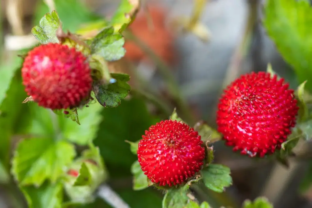 36 frutas que empiezan con M que debes comer absolutamente