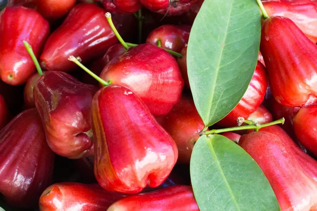 36 frutas que empiezan con M que debes comer absolutamente