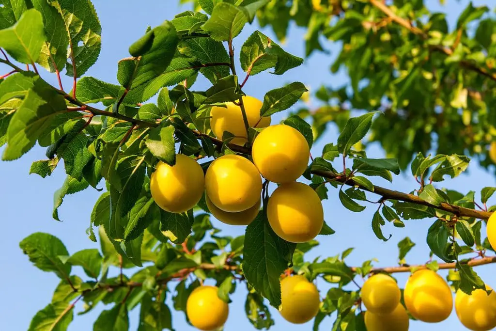 36 frutas que empiezan con M que debes comer absolutamente