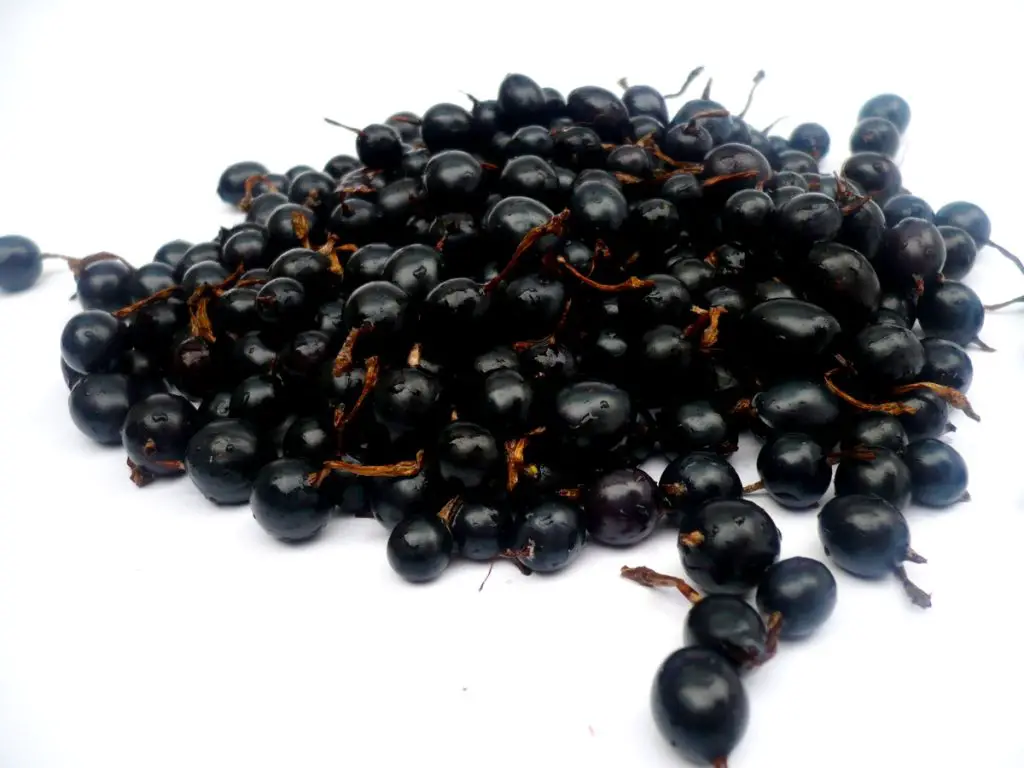 26 frutas que comienzan con J para agregar a tu lista de favoritos 26 frutas que comienzan con J para agregar a tu lista de favoritos