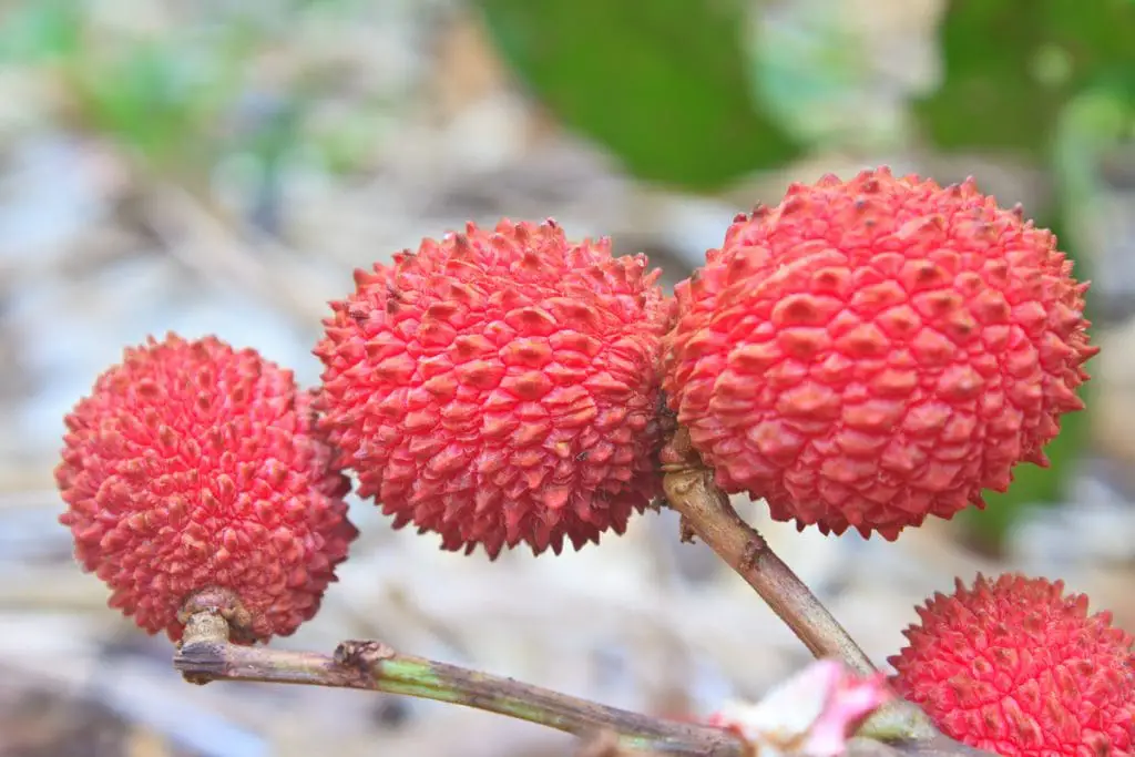 25 frutas que empiezan con K y le dan a tu dieta ese algo especial