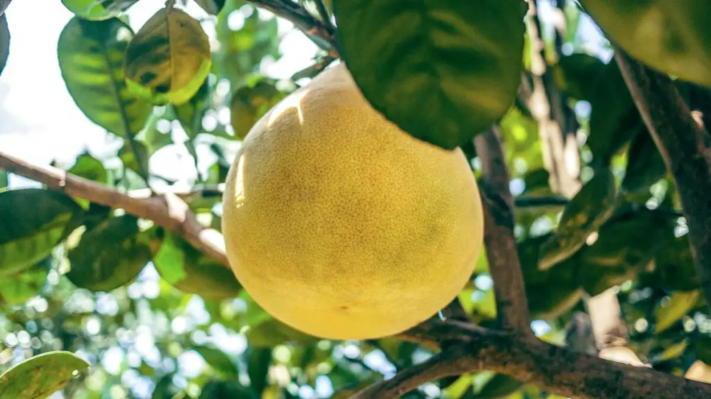 35 frutas que comienzan con L para hacerte decir "¡Yum!"