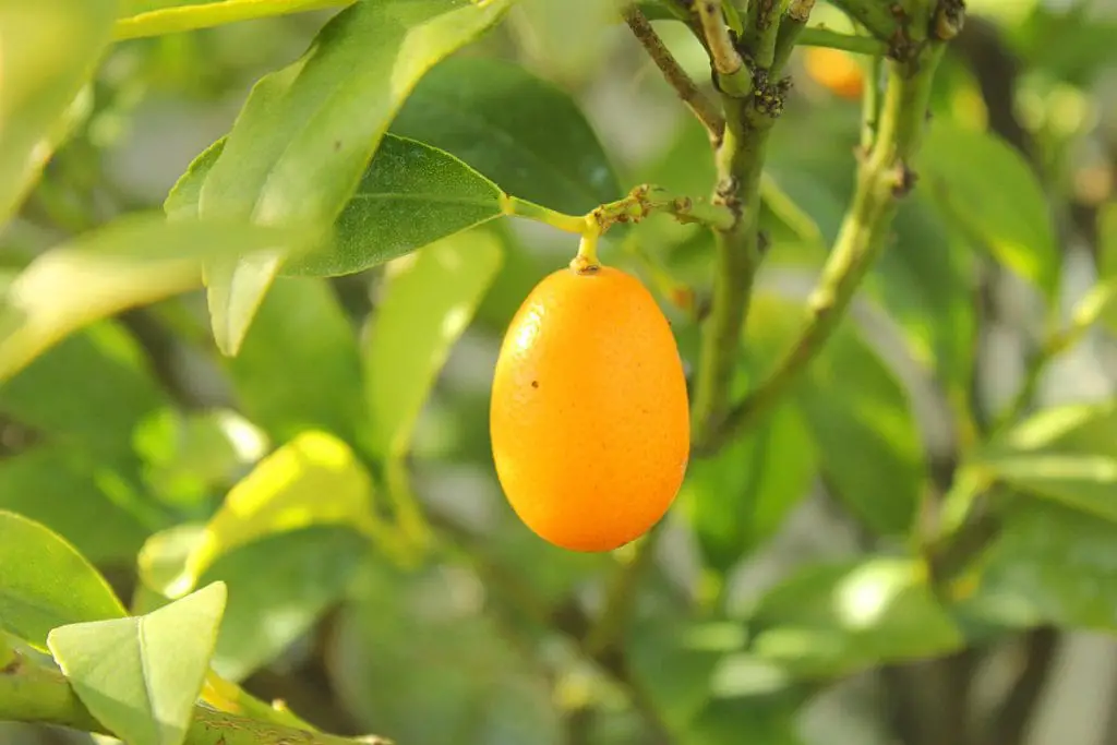 35 frutas que comienzan con L para hacerte decir "¡Yum!"