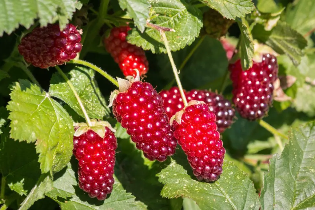 35 frutas que comienzan con L para hacerte decir "¡Yum!"