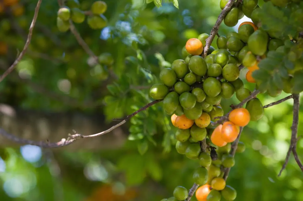 ¿Cuántas de estas frutas que empiezan con H has probado?