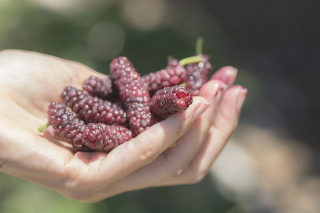 ¿Cuántas de estas frutas que empiezan con H has probado?