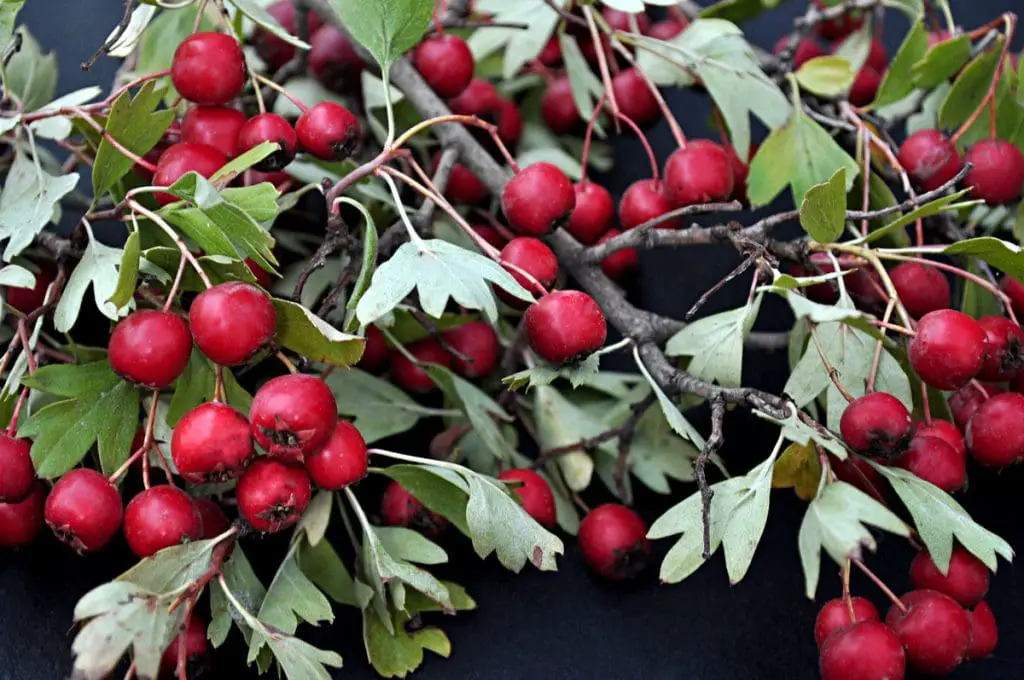 ¿Cuántas de estas frutas que empiezan con H has probado?