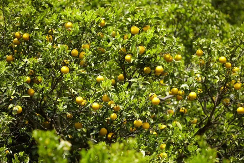 ¿Cuántas de estas frutas que empiezan con H has probado?