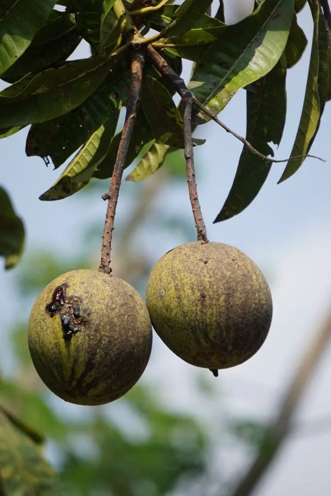 ¿Cuántas de estas frutas que empiezan con H has probado?